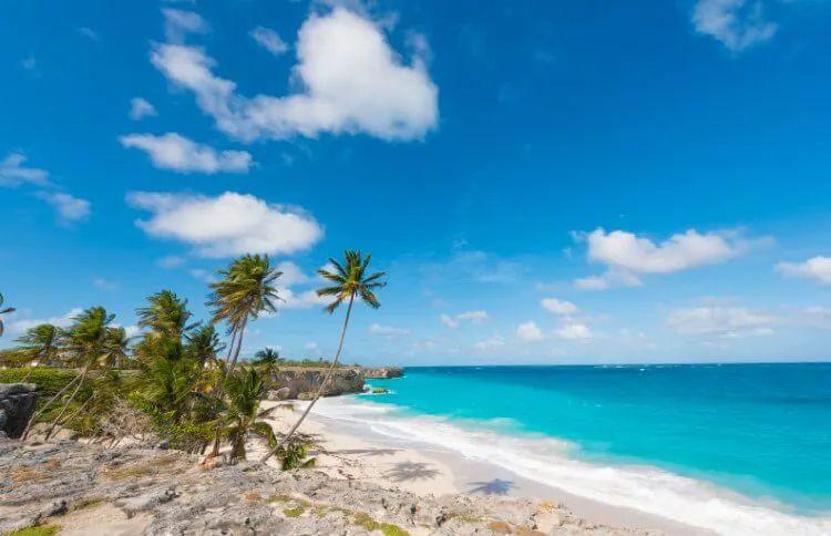 Windswept beach with palm trees in Barbados