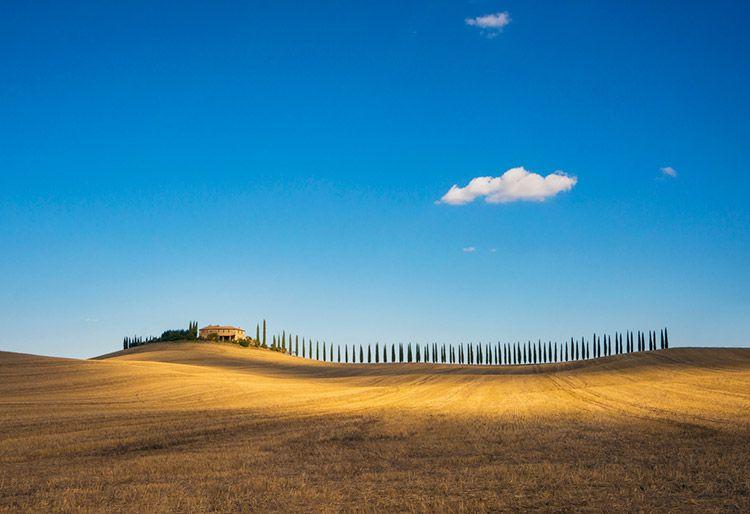 Golden fields in Tuscany with a line of trees along the horizon