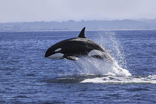 An orca jumping out of the sea