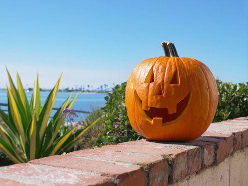 A pumpkin on a brick wall by the sea