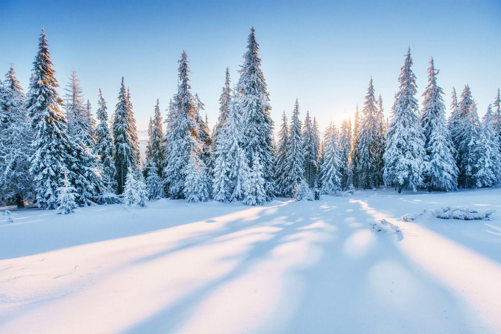 Snow covered pine trees