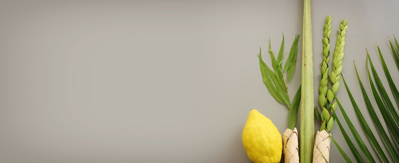 Traditional symbols of Sukkot (The four species): Etrog (citron), lulav (palm branch), hadas (myrtle), arava (willow)