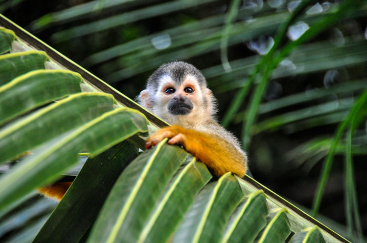 A small monkey peeking over a leaf in Costa Rica - Best places to visit in January