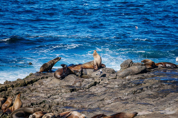 Sealions on rocks by the sea in La Jolla - The best places to visit in June