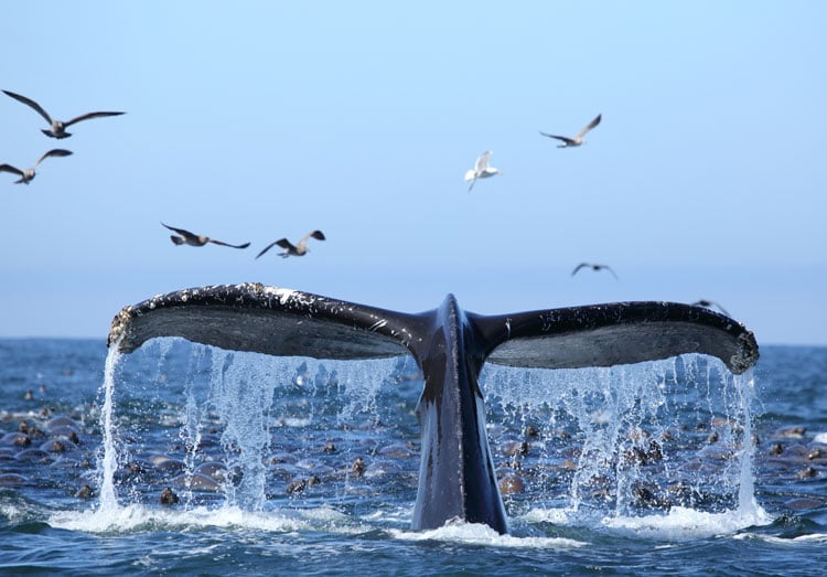 Whale tail above the waves in Monterey - The best places to visit in June