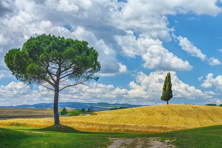 The best places to visit in September - Tuscany landscape with yellow fields