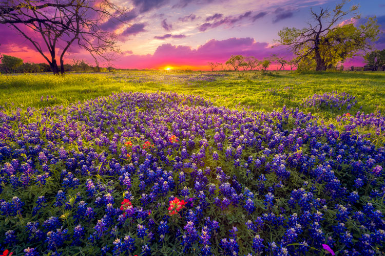 Wildflowers in Fredericksburg - Best places to visit in January